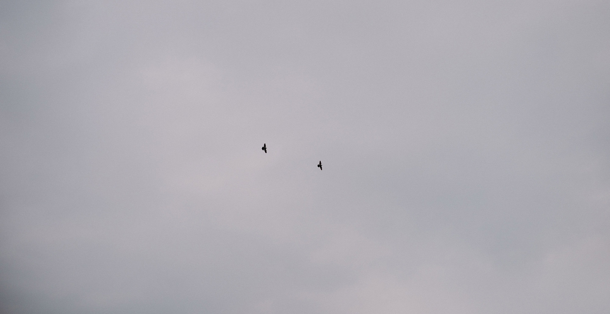 birds flying over Matera